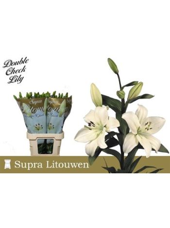 LI LA LITOUWEN 95CM