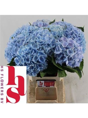 HYDR M VERENA BL 60CM