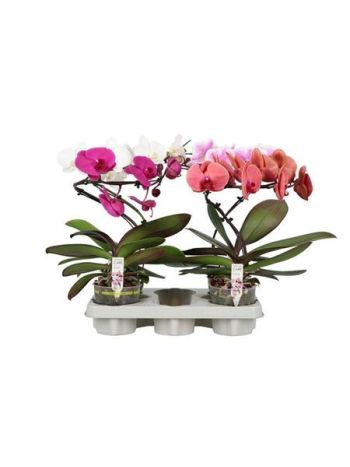 PHAL TWISTER MIX