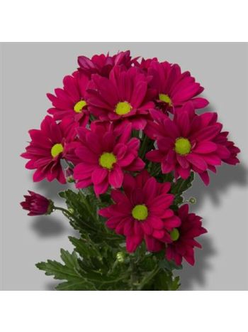 CHR T PURPLE STAR