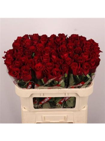 R GR EVER RED 70CM