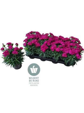 DIAN CA PEMAN VIOLET