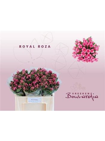 BOU EN ROY ROZA 50CM