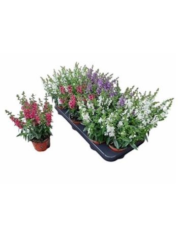 ANGELONIA MIX
