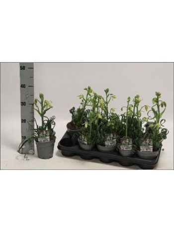 ALBUCA FRIZ SIZZLE