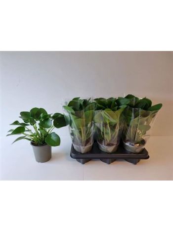 PILEA PEPEROMIOIDES
