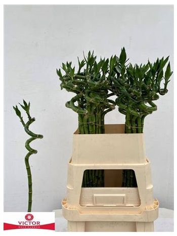 DRAC S LUCKY BAMBOO 80CM
