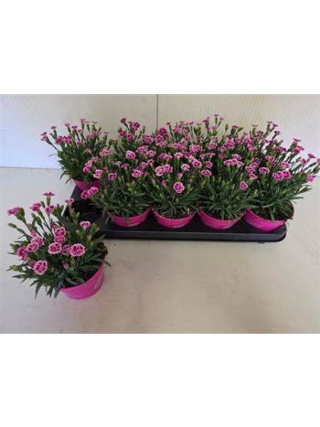 DIANTHUS PINK KISSES