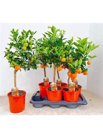 CITR MICROCARPA calmondine