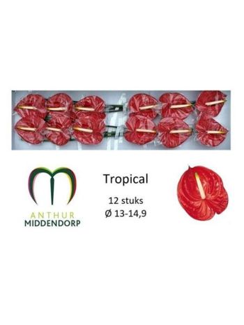 ANTH A TROPICAL *12