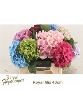 HYDR GEM 40CM