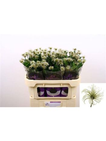 CLEM AMAZING KIBO 70CM