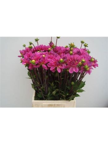 DAHL ONESTA 50CM