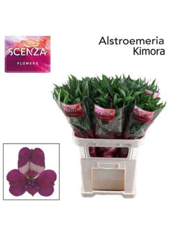 ALSTR KIMORA