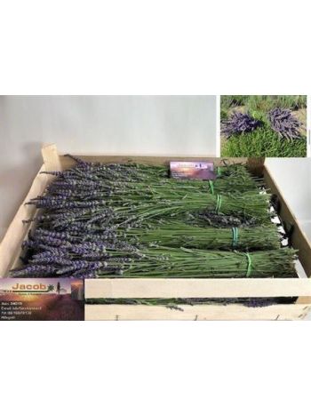 LAVANDULA ANGUST KÖTEG