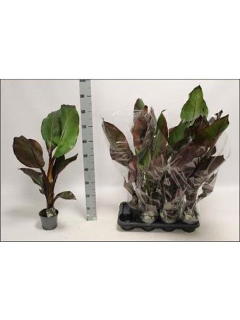 ENSETE VENT MAURELII BANÁN