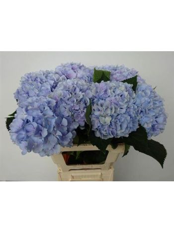 HYDR M VERENA BL 60CM