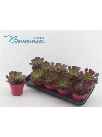 AEONIUM AB VELOURS