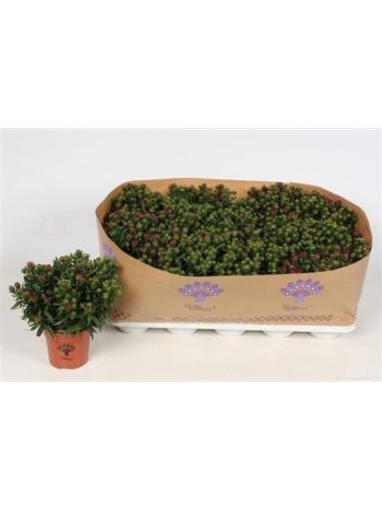 ASTER SHOWM MAGENTA