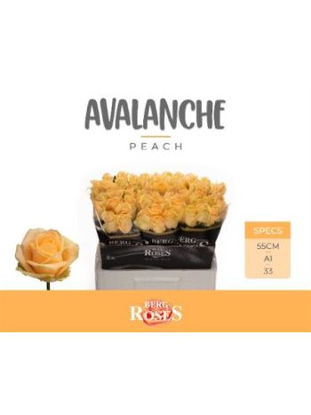 R GR5 AVALANCHE PEACH