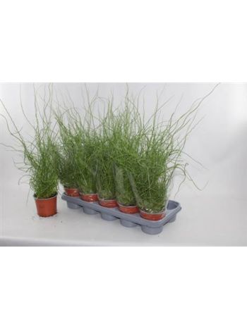 JUNCUS EF SPIRALIS