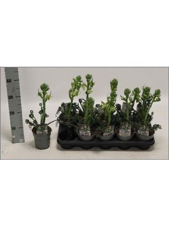 ALBUCA FRIZ SIZZLE