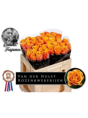 R GR5 HELIANA ORANGE+