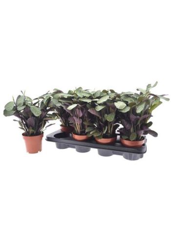 CTENANTHE AMAGRIS