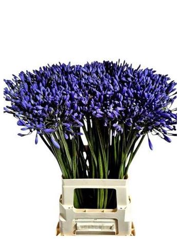 AGAP DR BROUWER 70CM