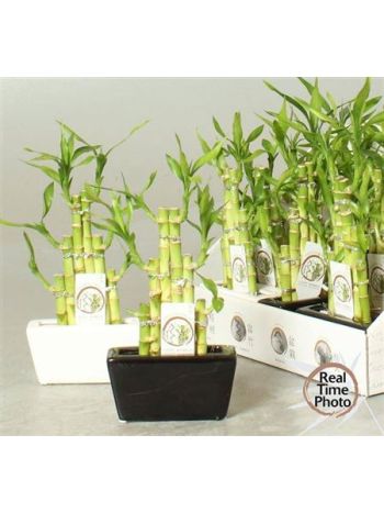 DRA LUCKY BAMBOO