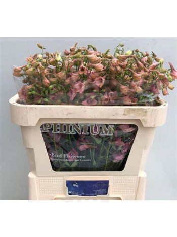DELPH EN PINK SENSAT 70CM