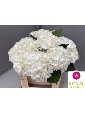 HYDR M WHITE VERENA 50CM