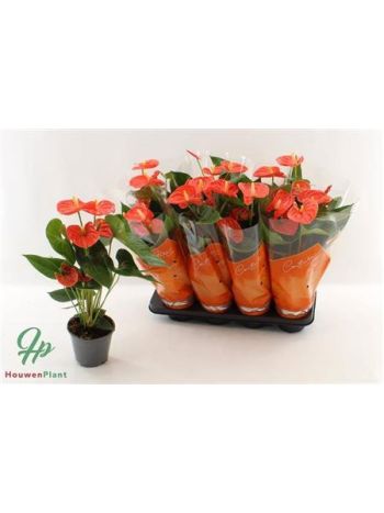 ANTHU AN SIER ORANGE