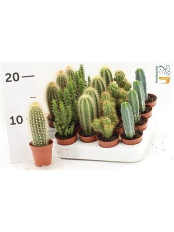 CACTUS GEM