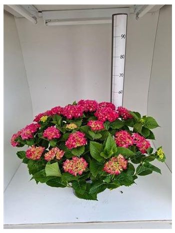 HYDR M 15-20+ PINK