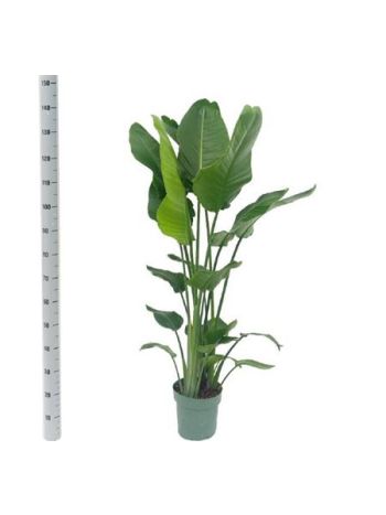 STRELITZIA NICOLAI