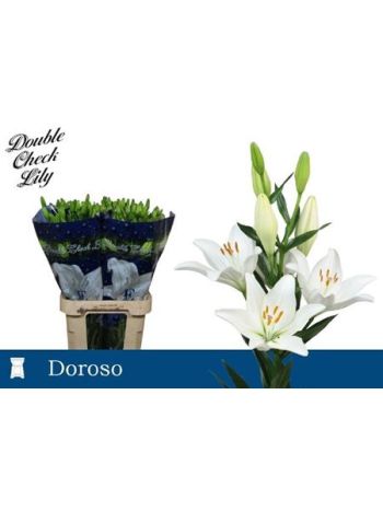 LI LA DOROSO 90CM