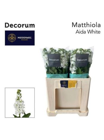 MATTH AIDA WHITE