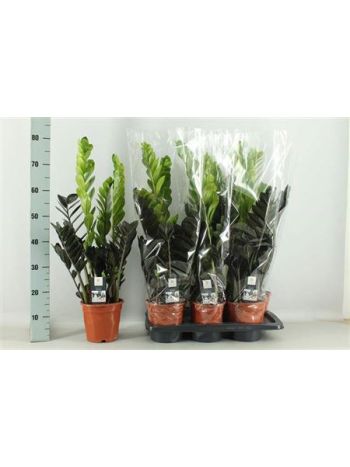 ZAMIOCULCAS RAVEN