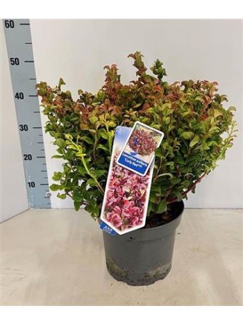LEUCOT AX CURLY RED