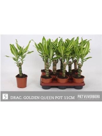 DRA FRAG GOLDEN QUEEN