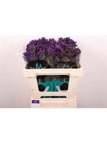 CAMP GL BENOVA BLUE 50CM