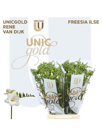 FR EN ILSE