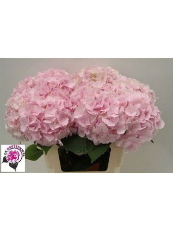 HYDR M VERENA 80CM