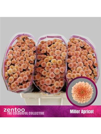 CHR SAN MILLER APRICOT