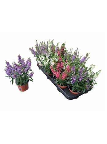ANGELONIA MIX