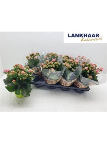 KAL ROSALIE PINK BICOLOR *8
