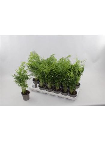 CHAMAED ELEGANS