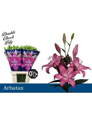 LI LA ARBATAX 95CM