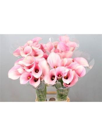 ZANT CAPT ROSETTE 80CM